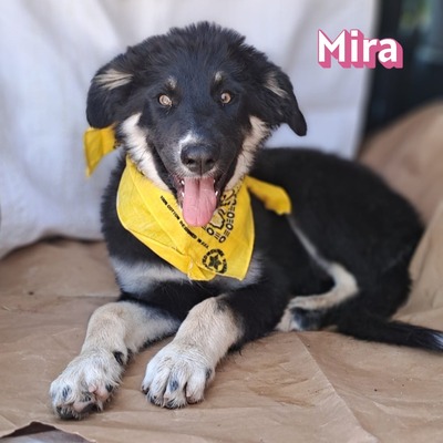 Mira, Malinois Welpen - Hündin