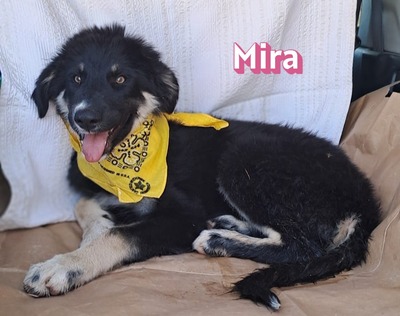Mira, Malinois Welpen - Hündin