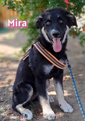 Mira, Malinois Welpen - Hündin