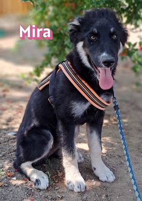 Mira, Malinois Welpen - Hündin