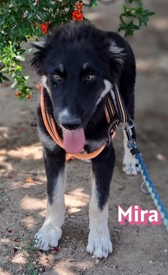 Mira, Malinois Welpen - Hündin