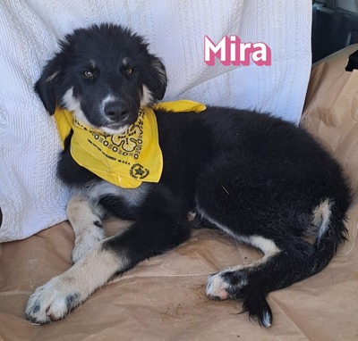 Mira, Mischling Welpen - Hündin