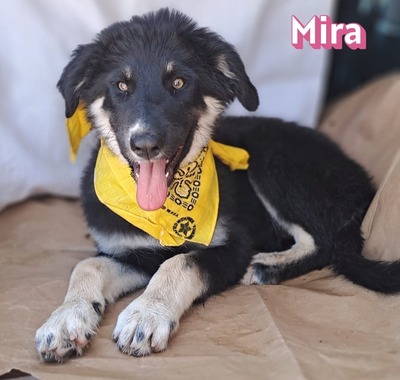 Mira, Mischling Welpen - Hündin