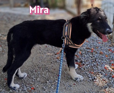 Mira, Mischling Welpen - Hündin
