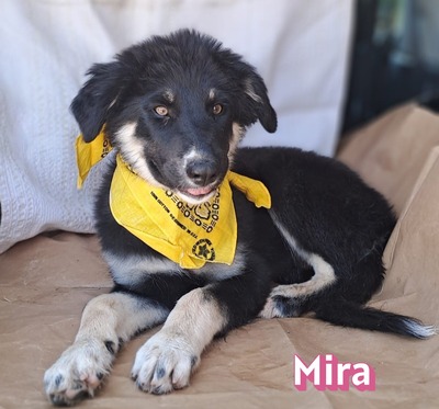 Mira, Mischling Welpen - Hündin