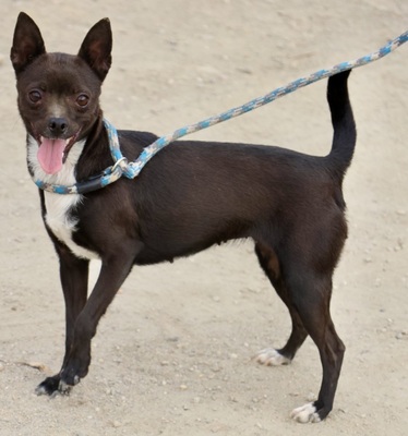 Mirabel, Chihuahua - Mix - Hündin