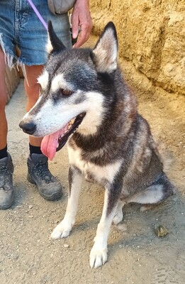 Mirari, Husky - Mix - Hündin