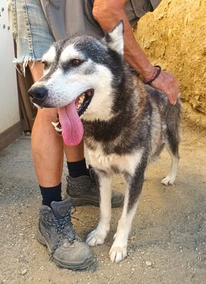Mirari, Husky - Mix - Hündin