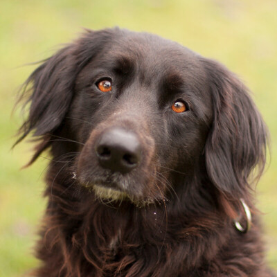 Mirella, Groenendale-Labrador-Mix - Hündin