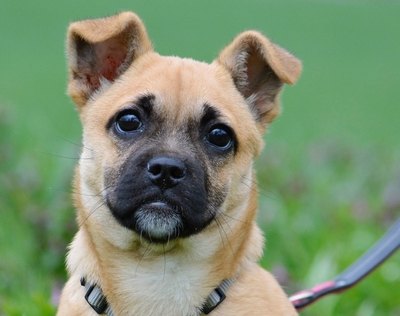 Miri außergewöhnliche Hündin sucht ihre Familie, französische Bulldoggen-Mix Welpen - Hündin