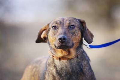 Miriam, BRACKE - Mischling - Hündin