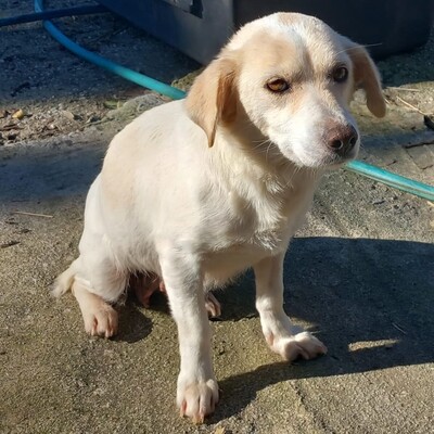 Mirka - sehr ruhig, zurückhaltend & sensibel 🐞