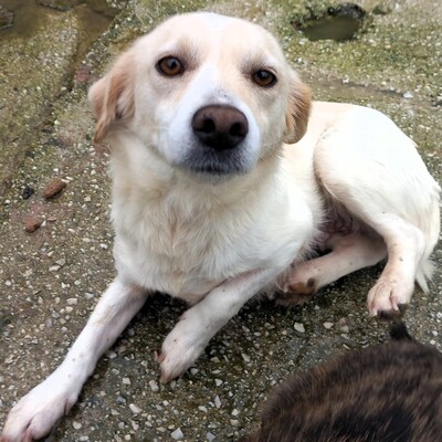 Mirka - sehr ruhig, zurückhaltend & sensibel 🐞, Mischling - Hündin