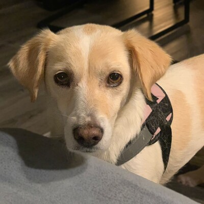 Mirka - sehr ruhig, zurückhaltend & sensibel 🐞, Mischling - Hündin