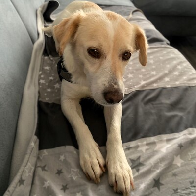 Mirka - sehr ruhig, zurückhaltend & sensibel 🐞, Mischling - Hündin