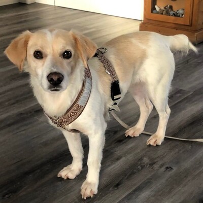 Mirka - sehr ruhig, zurückhaltend & sensibel 🐞/ Reserviert