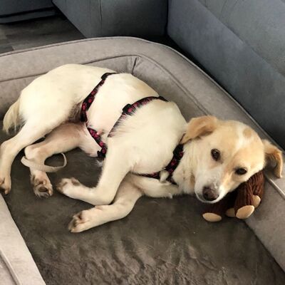 Mirka - sehr ruhig, zurückhaltend & sensibel 🐞/ Reserviert, Mischling - Hündin