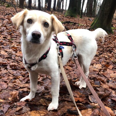 Mirka - sehr ruhig, zurückhaltend & sensibel 🐞/ Reserviert, Mischling - Hündin