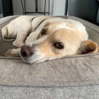 Mirka - sehr ruhig, zurückhaltend & sensibel 🐞/ Vorgemerkt, Mischling - Hündin