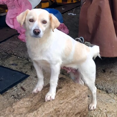 Mirka - sehr ruhig, zurückhaltend und sensibel, Mischling - Hündin