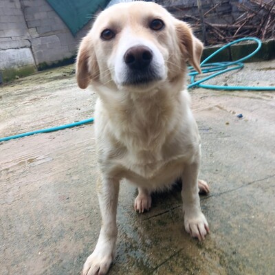 Mirka - sehr ruhig, zurückhaltend und sensibel, Mischling - Hündin