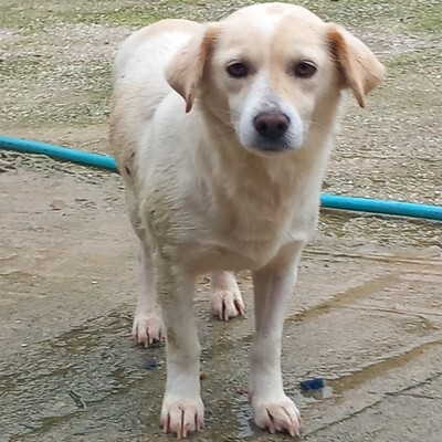 Mirka - sehr ruhig, zurückhaltend und sensibel / Vorgemerkt, Mischling - Hündin