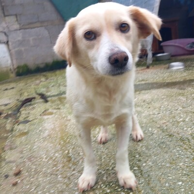 Mirka - sehr ruhig, zurückhaltend und sensibel / Vorgemerkt, Mischling - Hündin