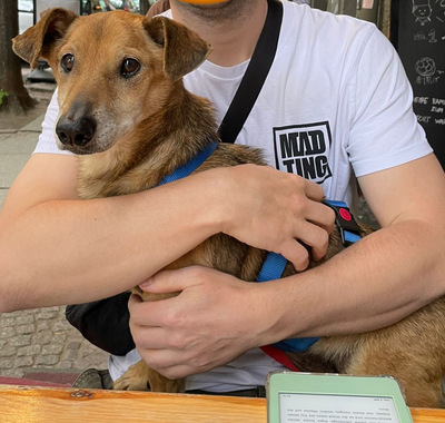 Mirko NOTFALL, Mix - Rüde