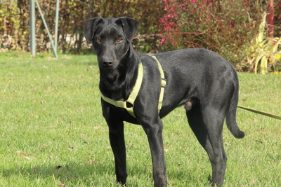 Miro, Mischling - Rüde