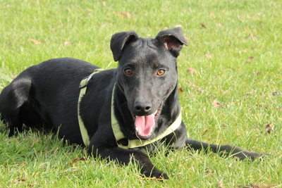 Miro, Mischling - Rüde