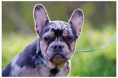 Mischa, französischer Bulldoggen Bub Welpen - Rüde