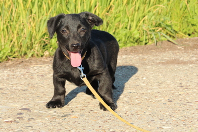 Mischling Welpen - Hündin