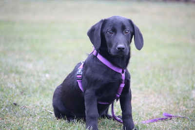 Mischling Welpen - Hündin