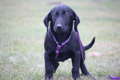 Mischling Welpen - Hündin