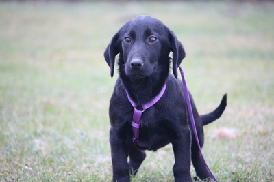 Mischling Welpen - Hündin