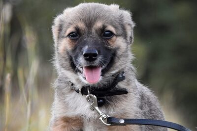 Mischling Welpen - Rüde