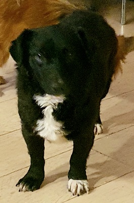 Mischling kleinbleibend - Hündin