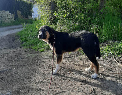 Mischo möchte IHR Herz berühren, Mischling Welpen - Rüde