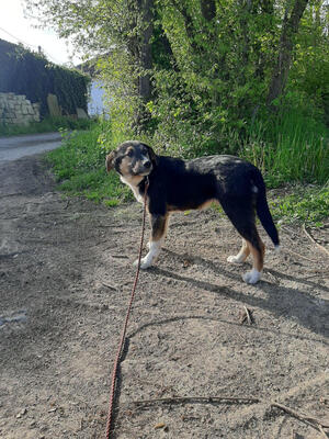 Mischo möchte IHR Herz berühren, Mischling Welpen - Rüde
