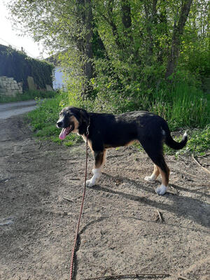 Mischo möchte IHR Herz berühren, Mischling Welpen - Rüde