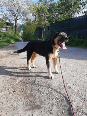 Mischo möchte IHR Herz berühren, Mischling Welpen - Rüde