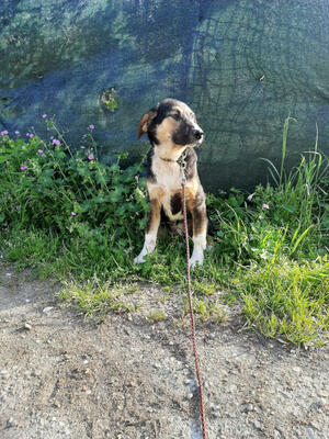 Mischo möchte IHR Herz berühren, Mischling Welpen - Rüde