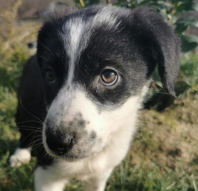 Mishel, Mischling Welpen - Hündin