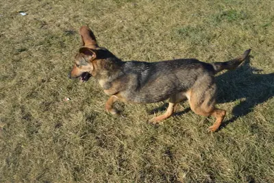 Mishko, Mischling - Rüde