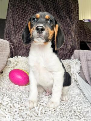Miso möchte gerne bald umziehen, Beagle-Mischling Welpen - Rüde