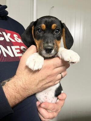 Miso möchte gerne bald umziehen, Beagle-Mischling Welpen - Rüde