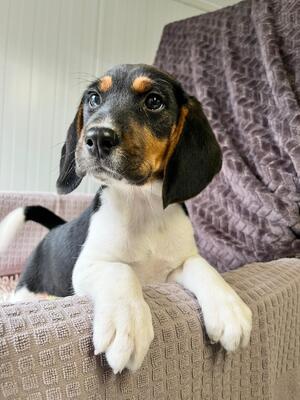 Miso möchte gerne bald umziehen, Beagle-Mischling Welpen - Rüde