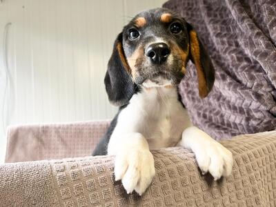 Miso möchte gerne bald umziehen, Beagle-Mischling Welpen - Rüde