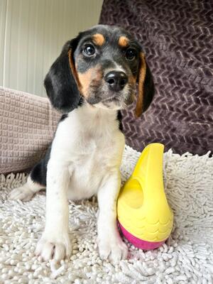 Miso möchte gerne bald umziehen, Beagle-Mischling Welpen - Rüde