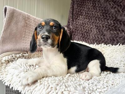 Miso möchte gerne bald umziehen, Beagle-Mischling Welpen - Rüde
